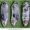 carch orientalis pupa